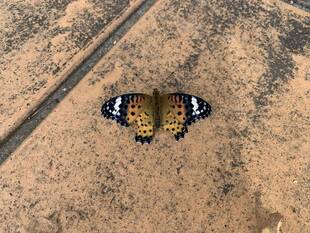 ツマグロヒョウモン（蝶）がいました
