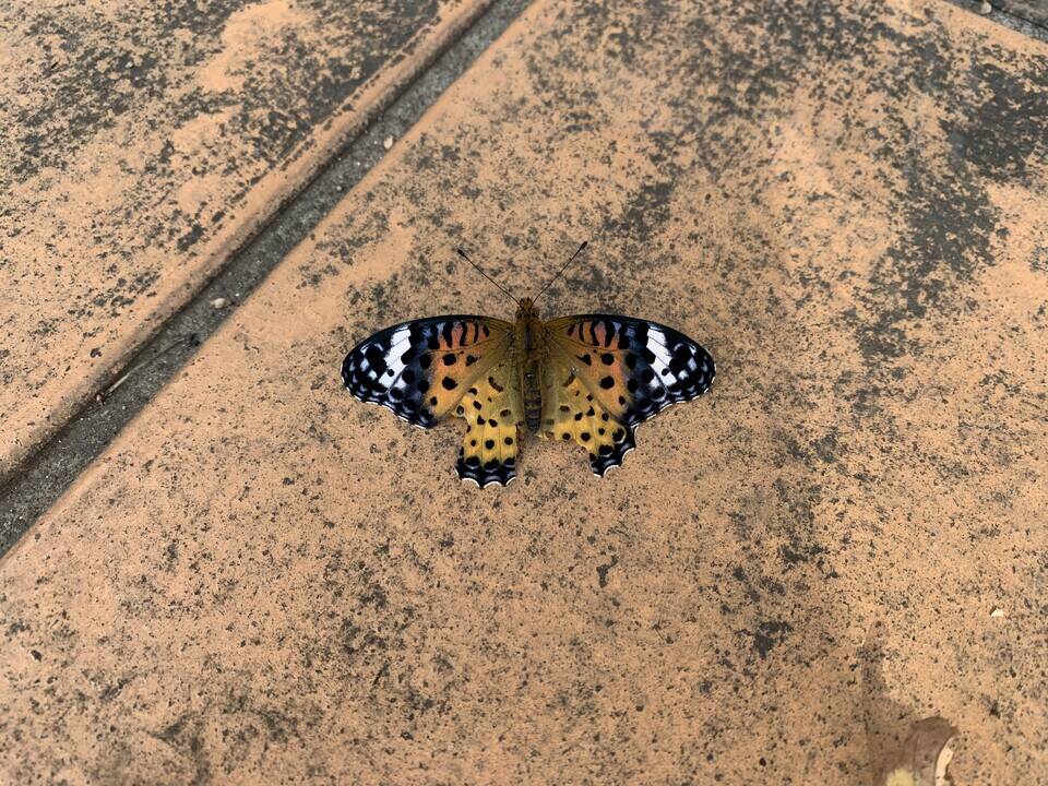 ツマグロヒョウモン（蝶）がいましたの写真