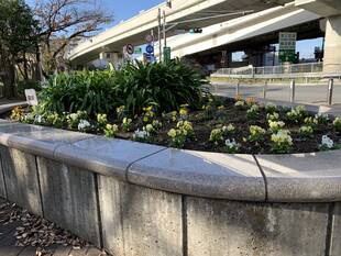 よこはま緑の推進団体 神奈川区連絡会と職場体験で来てくれました岡津中学校の皆様にご協力いただき、自由広場花壇の花苗を植えました。