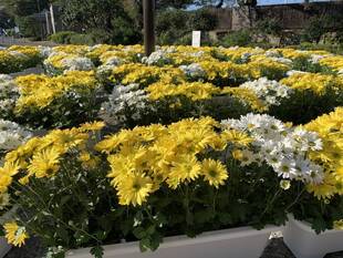 第一レストハウス前に菊のプランターを設置しました