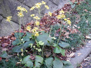 ツワブキが咲いております