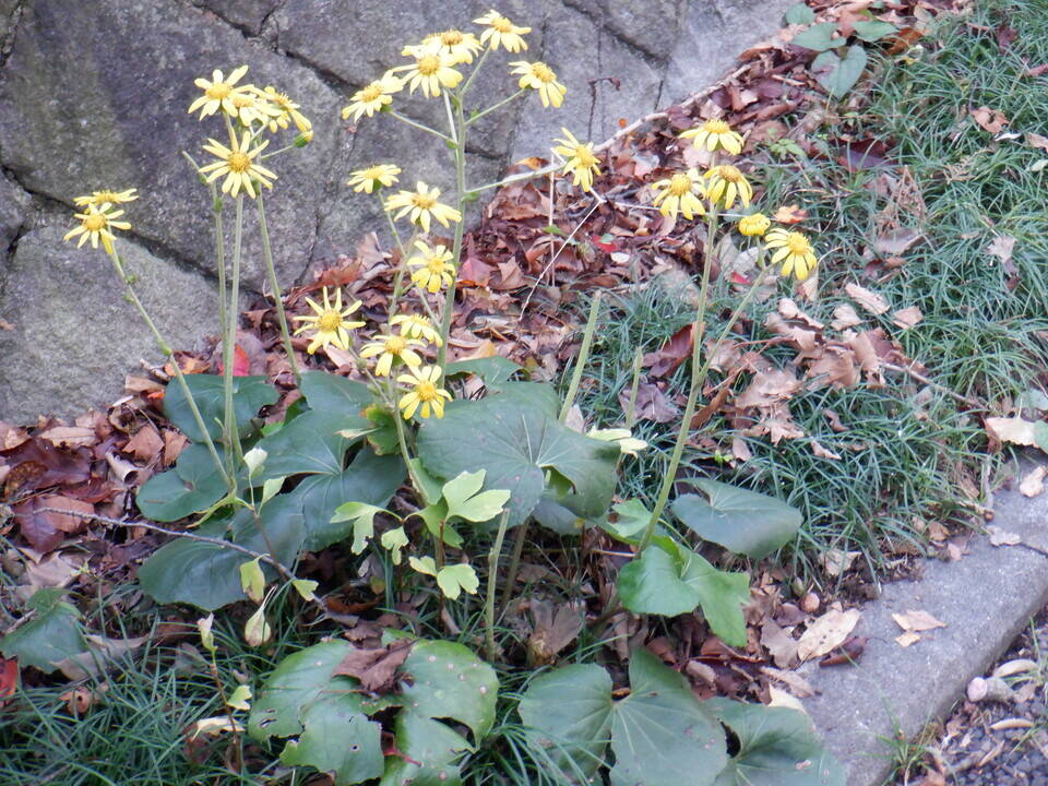 ツワブキが咲いておりますの写真