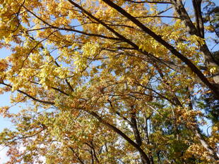 紅黄葉しています