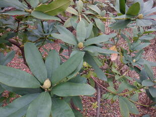 シャクナゲが咲いていました