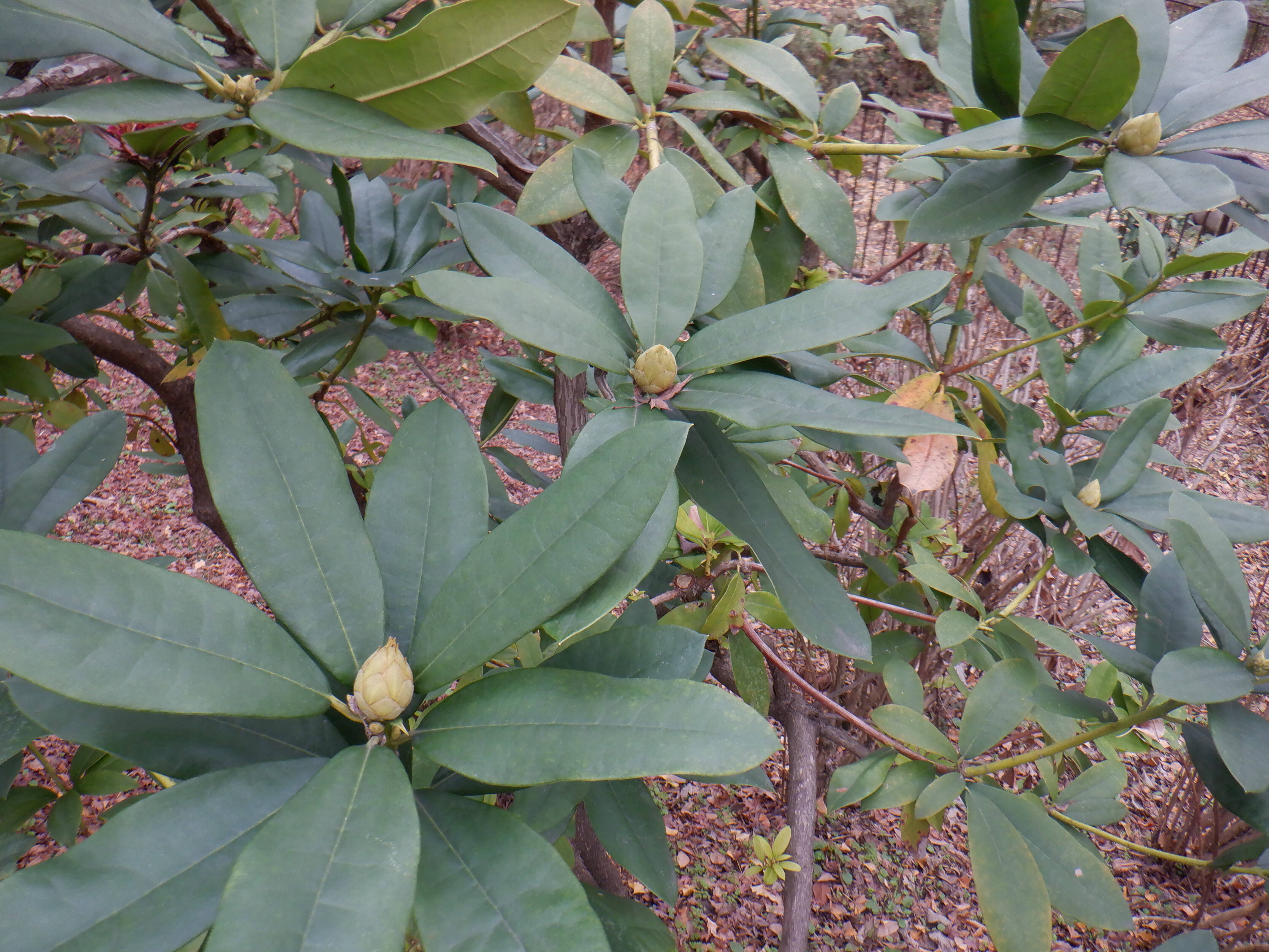 シャクナゲが咲いていましたの写真