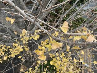 イチョウの冬芽が出てきました