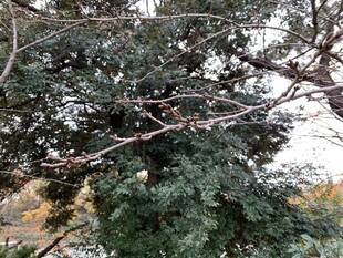 桜の冬芽が出てきました