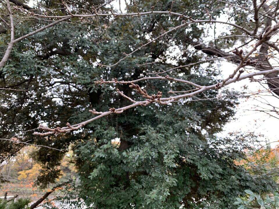 桜の冬芽が出てきましたの写真