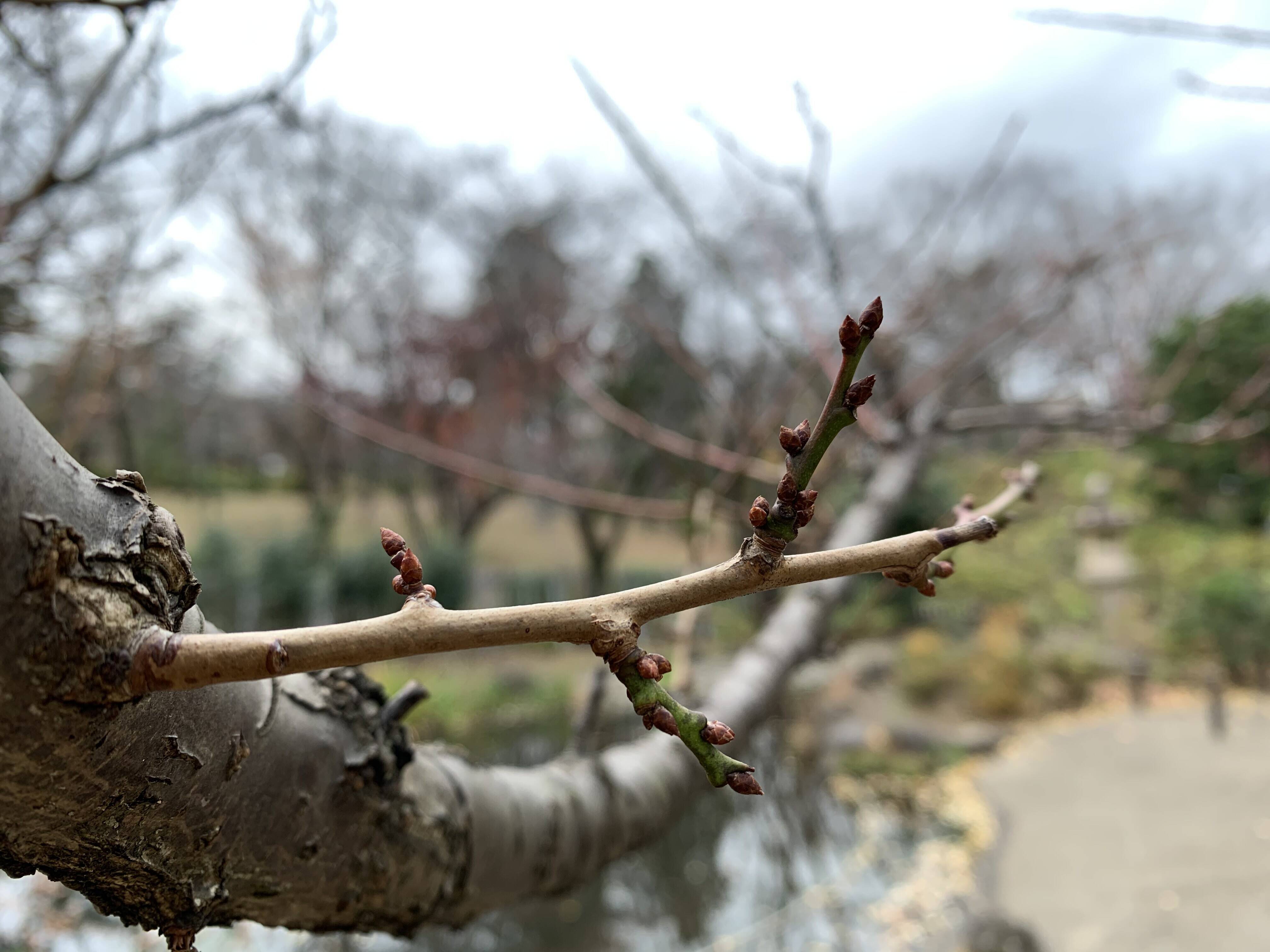 ウメの冬芽が出ていますの写真