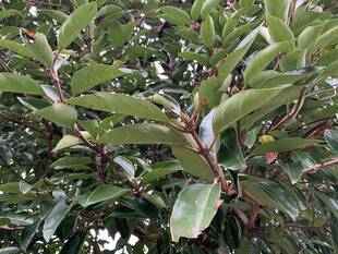 サンゴジュの冬芽が出ています