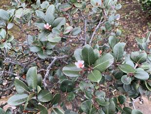 シャリンバイが咲きました