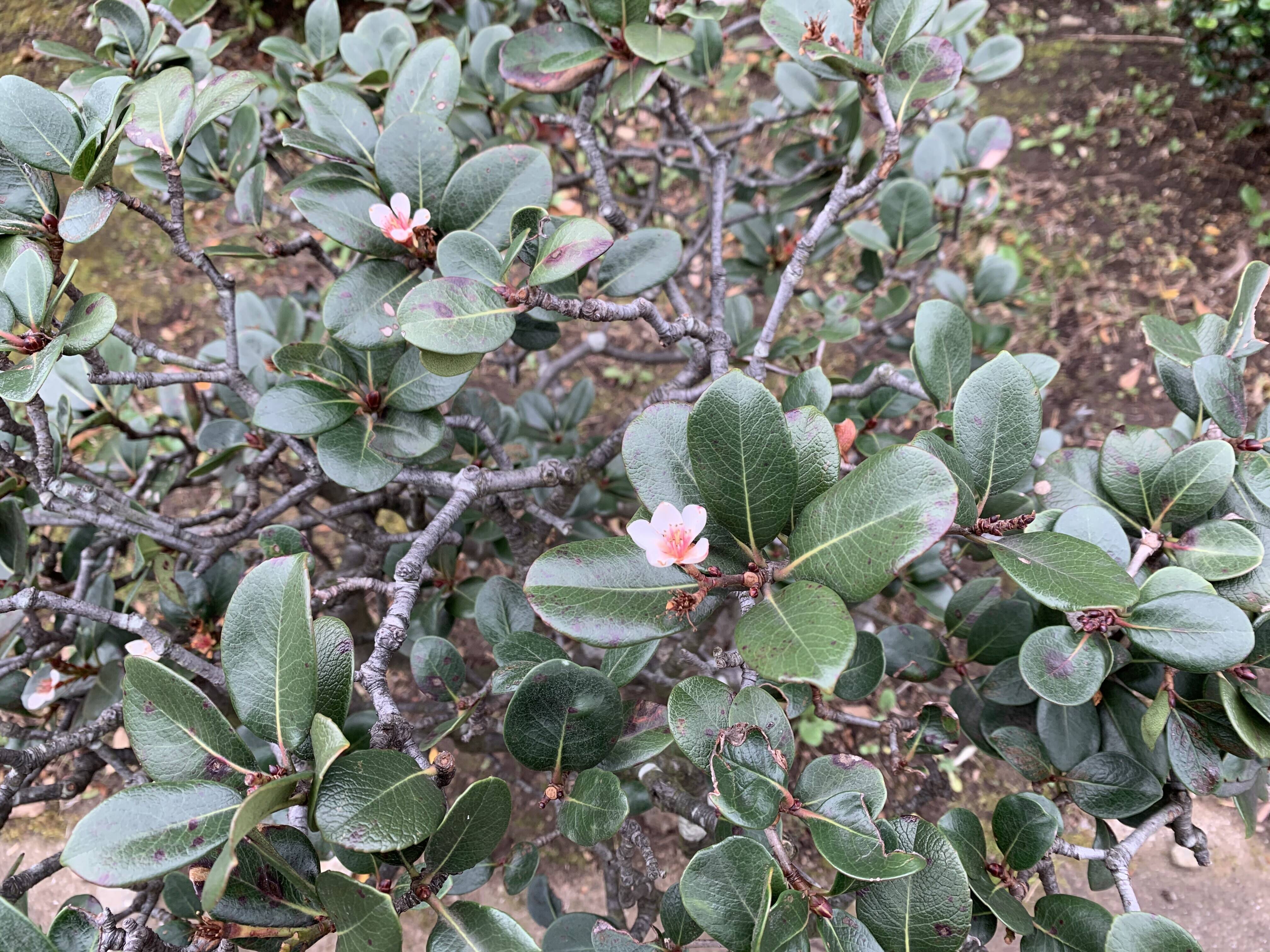 シャリンバイが咲きましたの写真