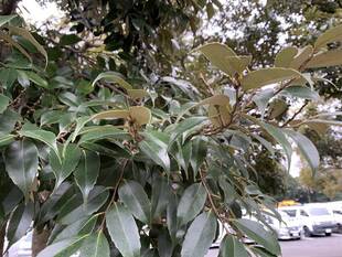 スダジイの冬芽が出ています