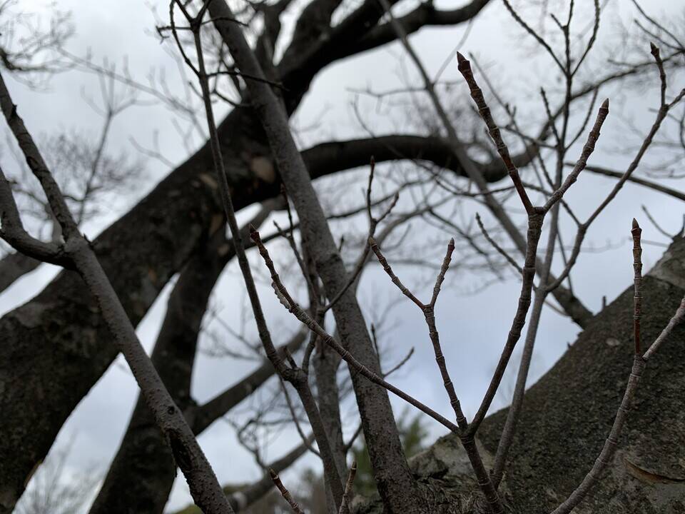 ヤマボウシの冬芽が出ていますの写真