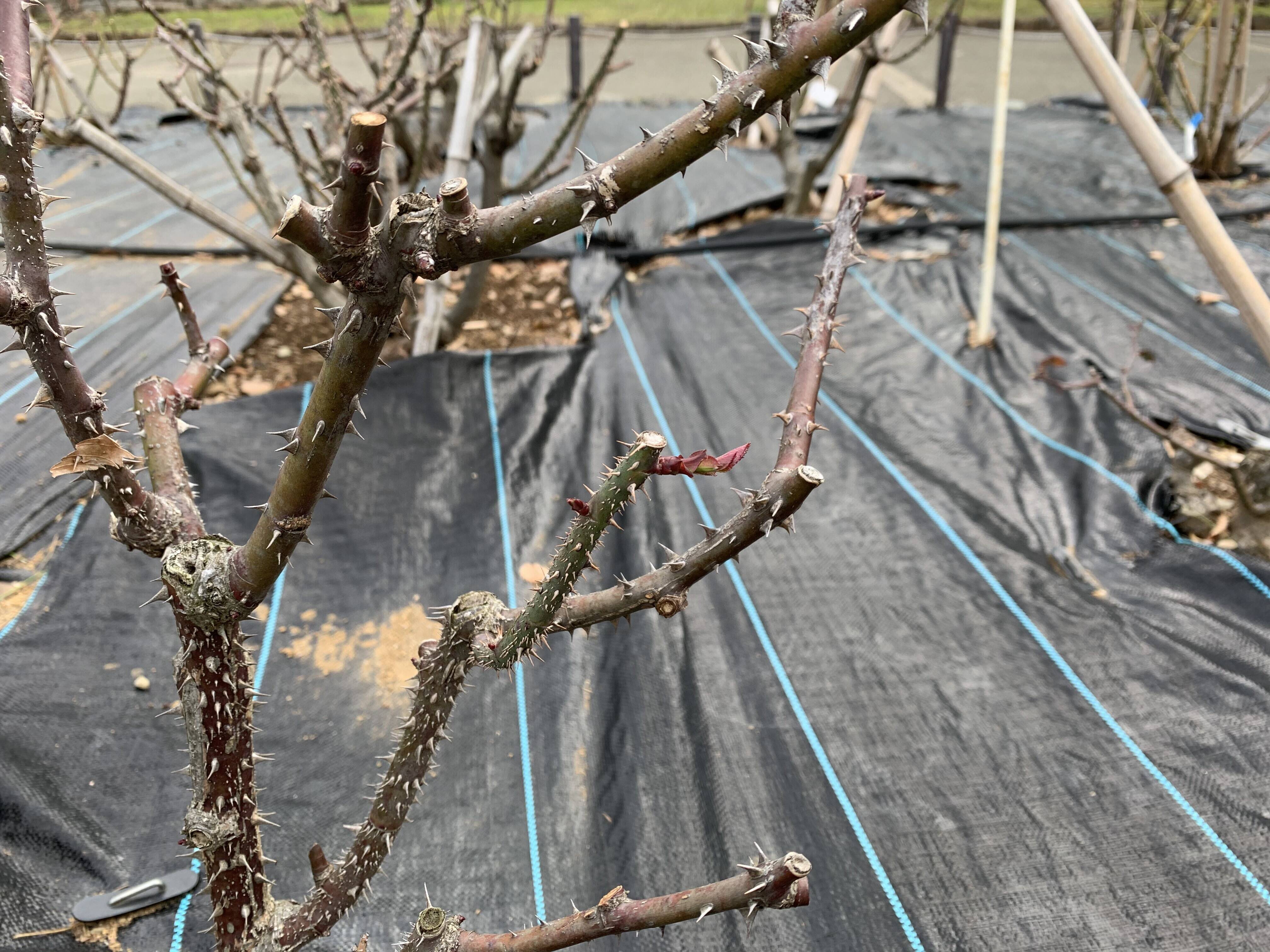 バラの芽が出てきましたの写真