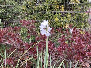スイセンが咲いています