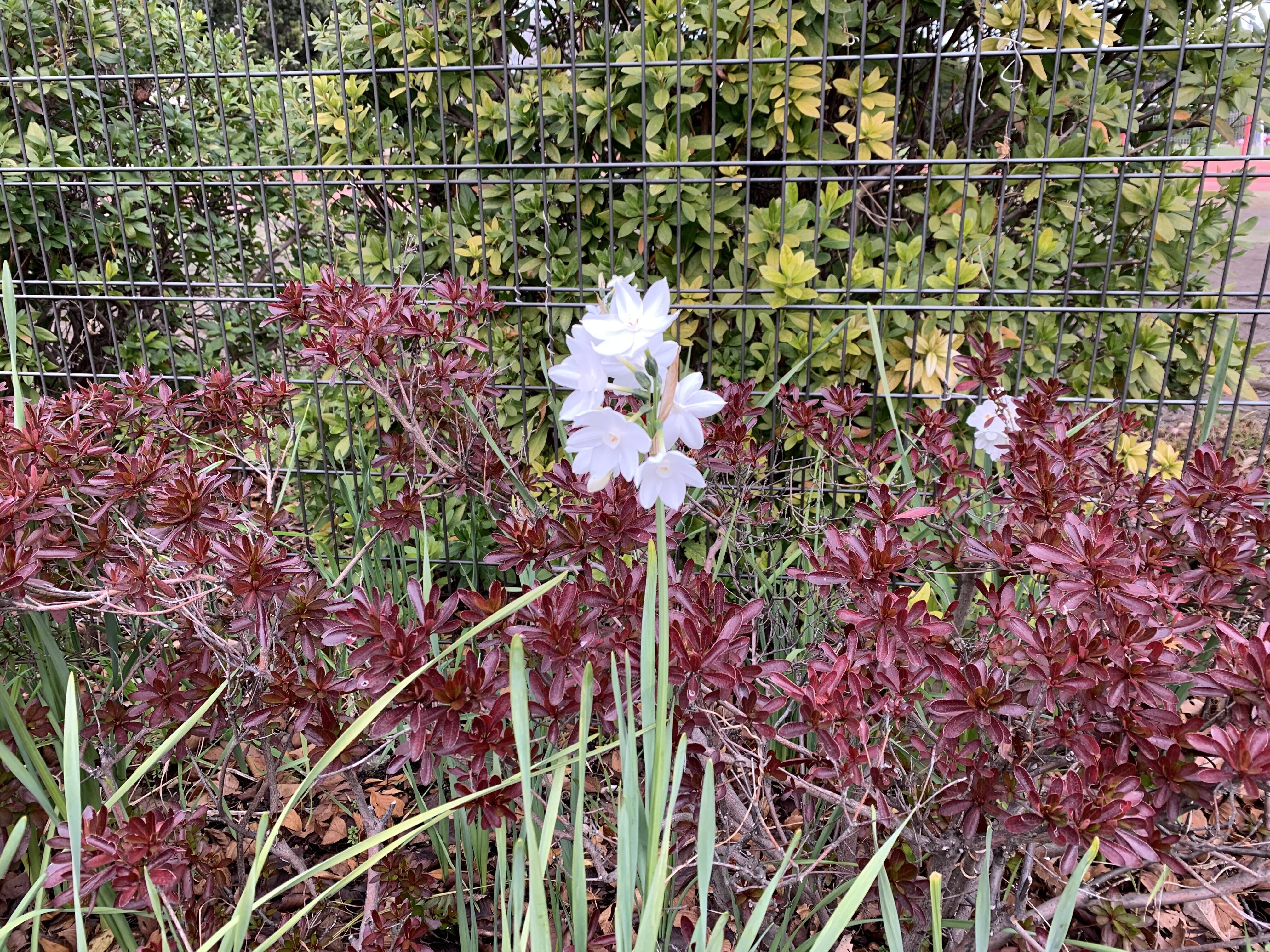 スイセンが咲いていますの写真