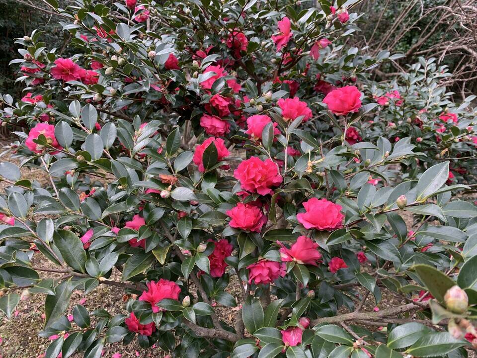 ツバキが咲いていますの写真