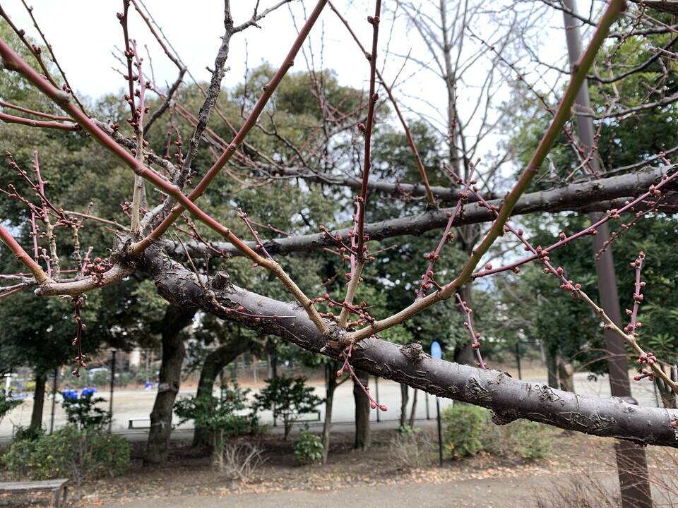 ウメのツボミがふくらんできましたの写真