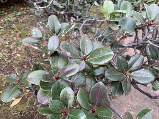 シャリンバイの芽が出てきました