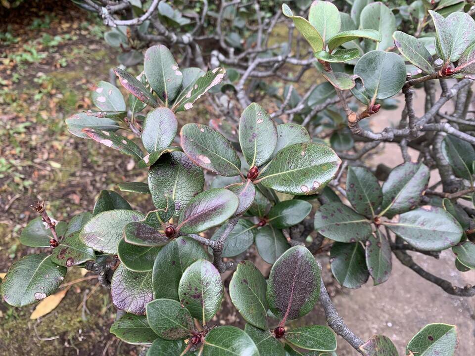 シャリンバイの芽が出てきましたの写真
