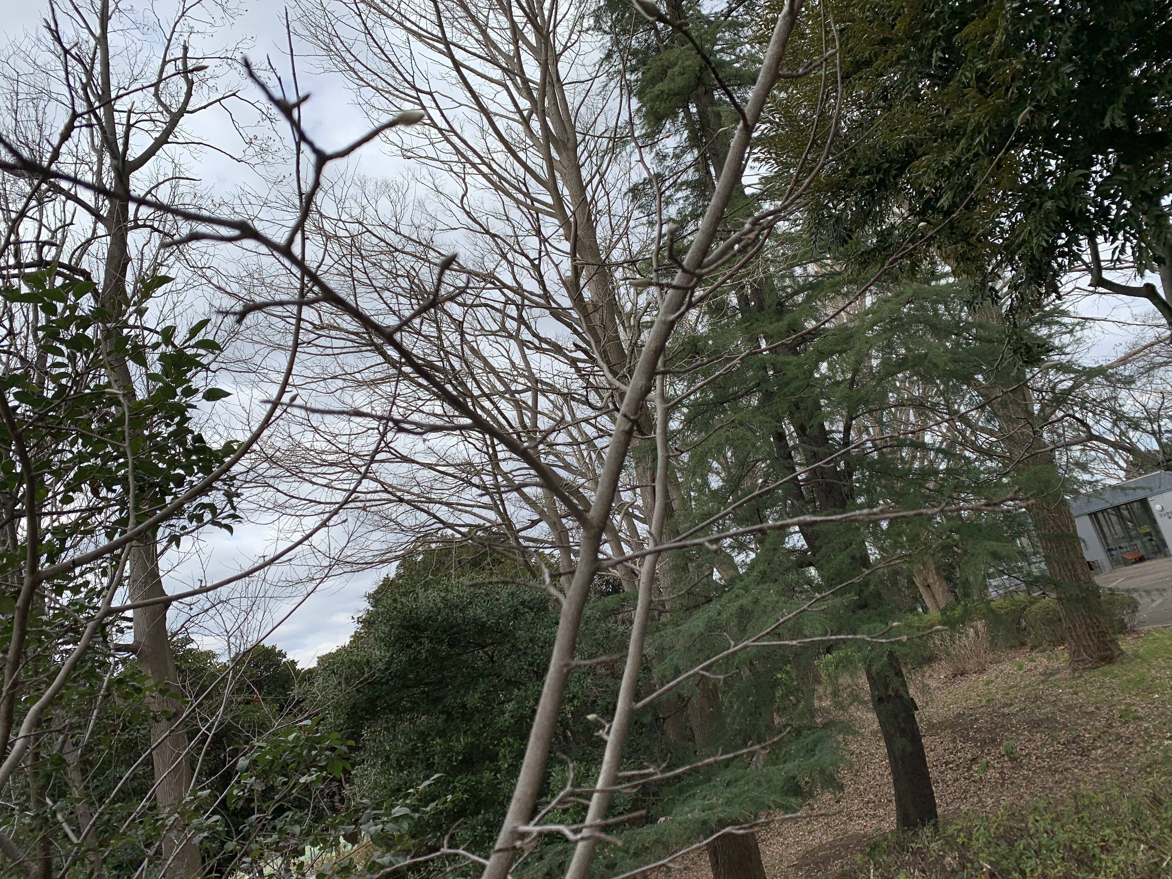 コブシのつぼみが出てきましたの写真