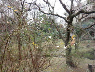 ユキヤナギの花がが咲きはじめました