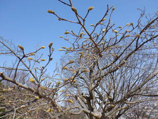 コブシのツボミが大きくなってきました