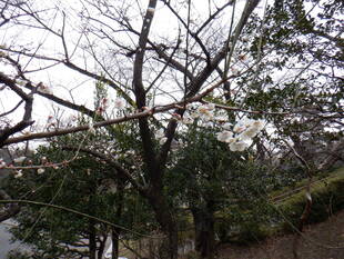 ウメの花が咲きました