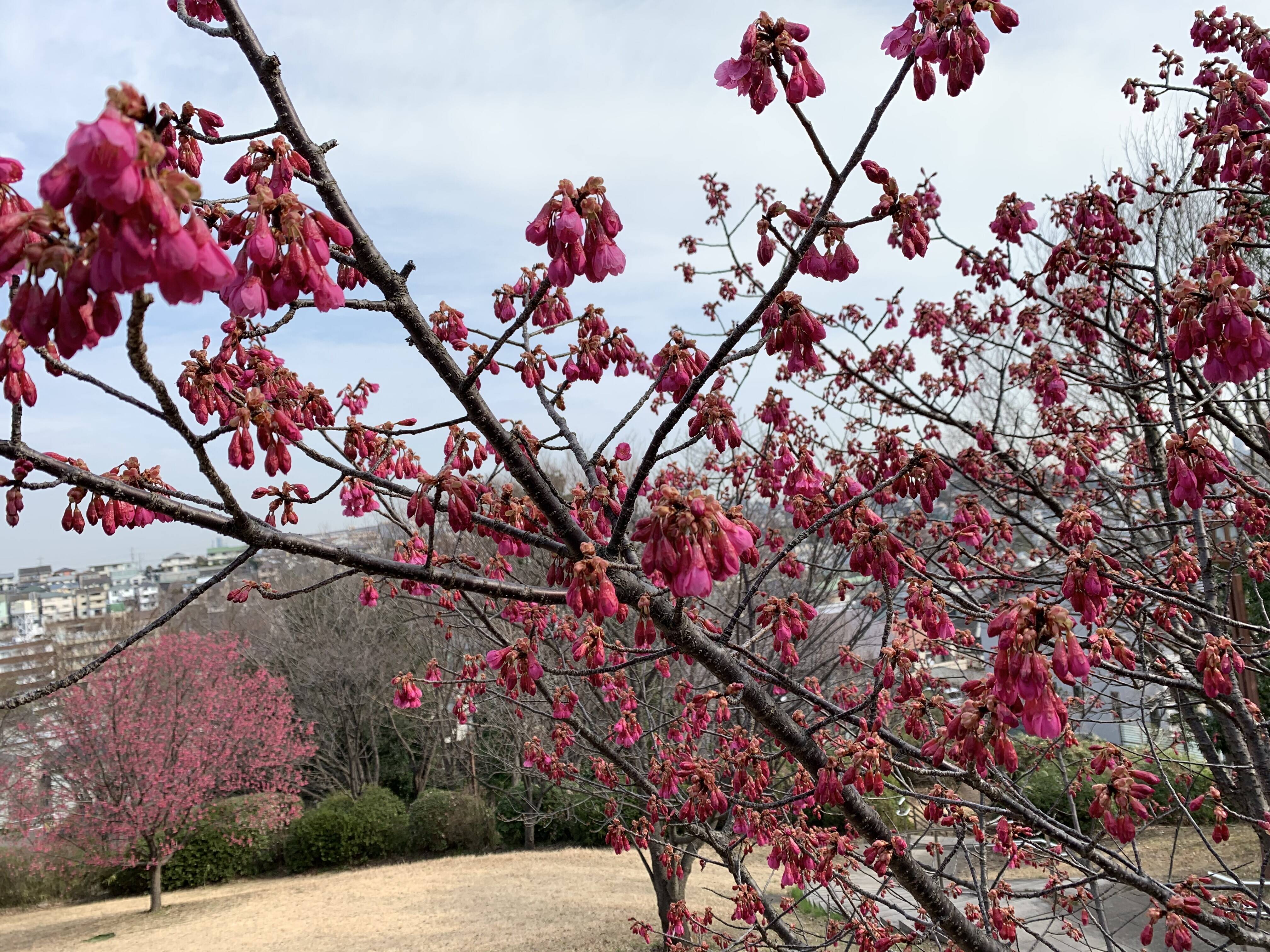 ヨコハマヒザクラが満開ですの写真