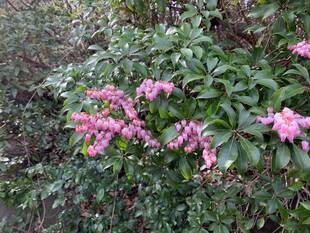 アセビが咲きはじめました