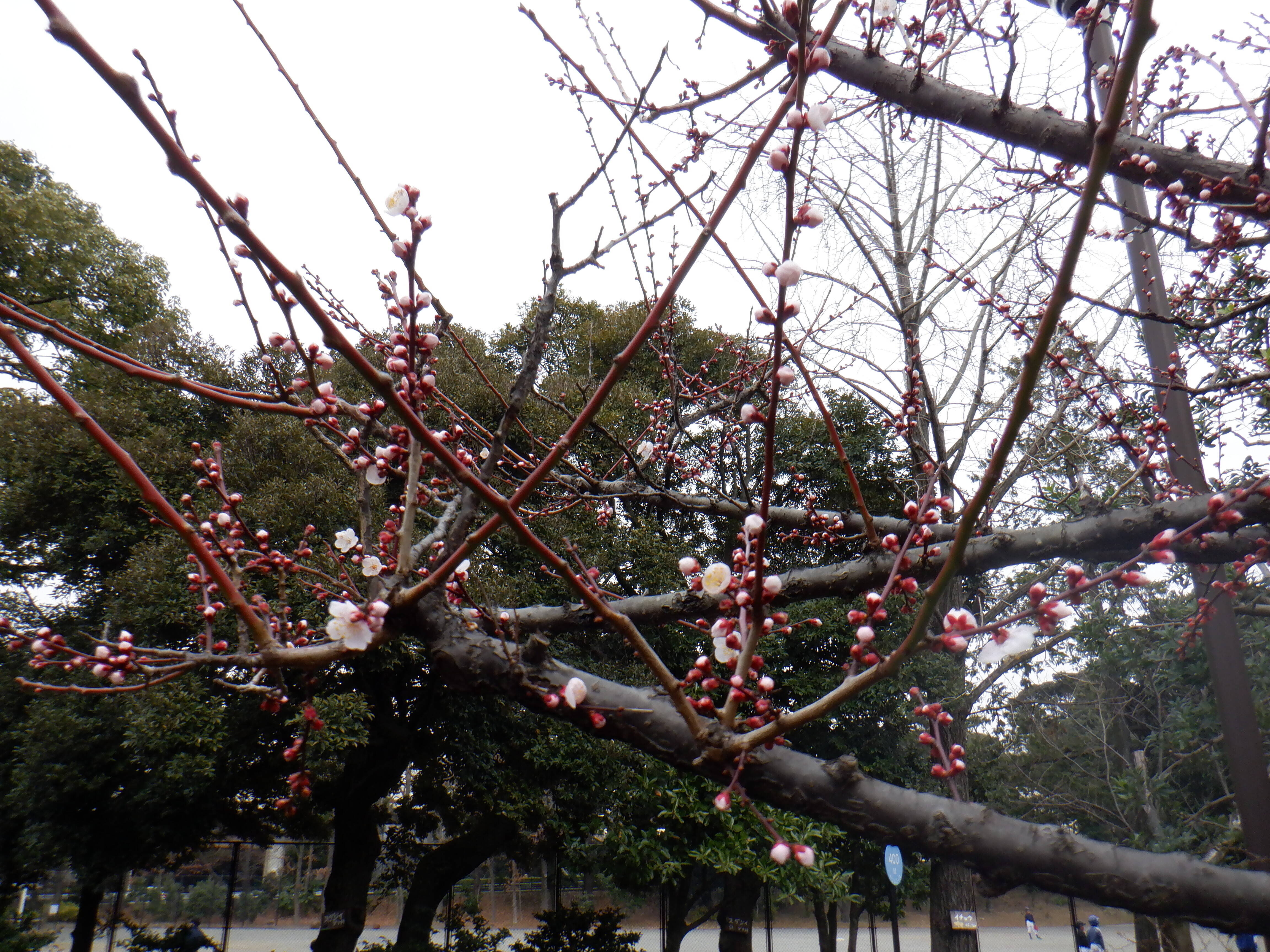 池周辺のウメが咲き始めましたの写真