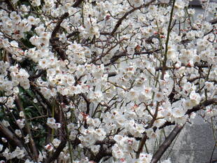 ウメが満開になりました