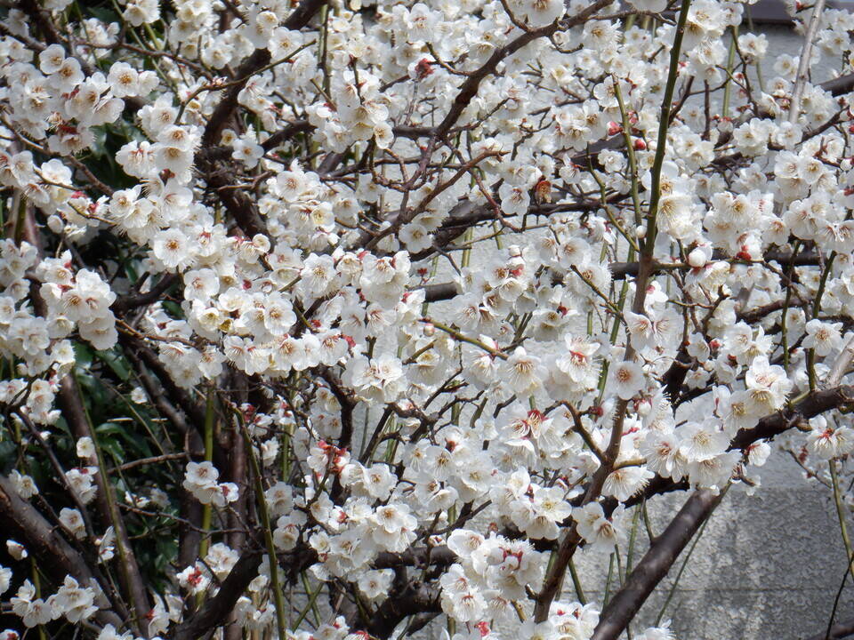 ウメが満開になりましたの写真