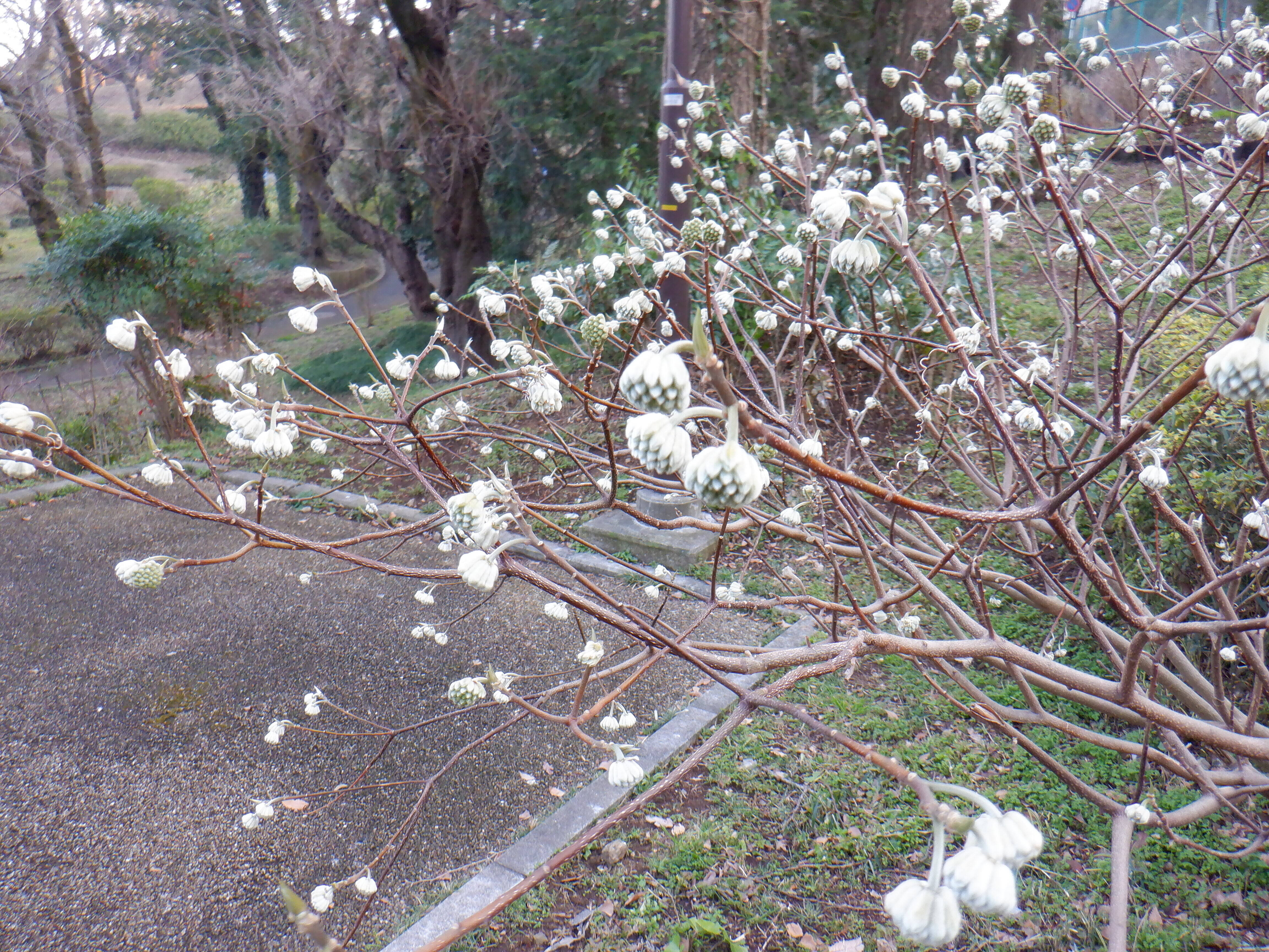 ミツマタが満開ですの写真