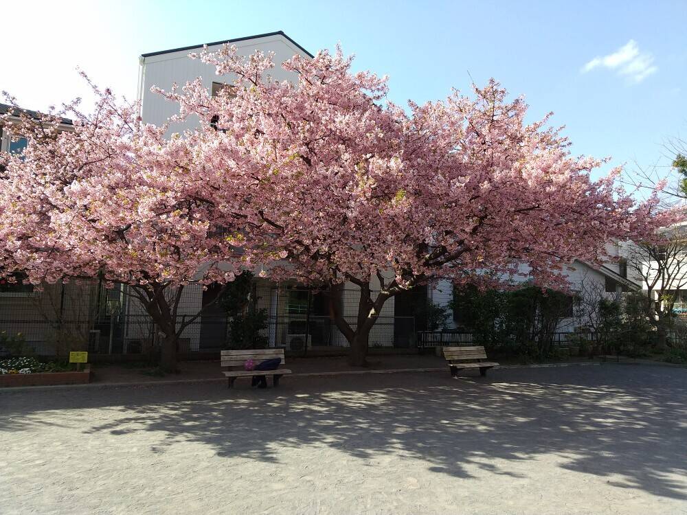 サクラ情報始まりますの写真