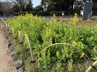 菜の花が咲きはじめました