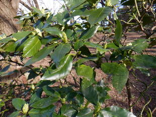 アオキの花芽が出はじめました