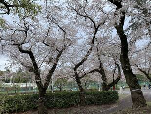 桜開花情報2020(3月28日)テニスコート周辺