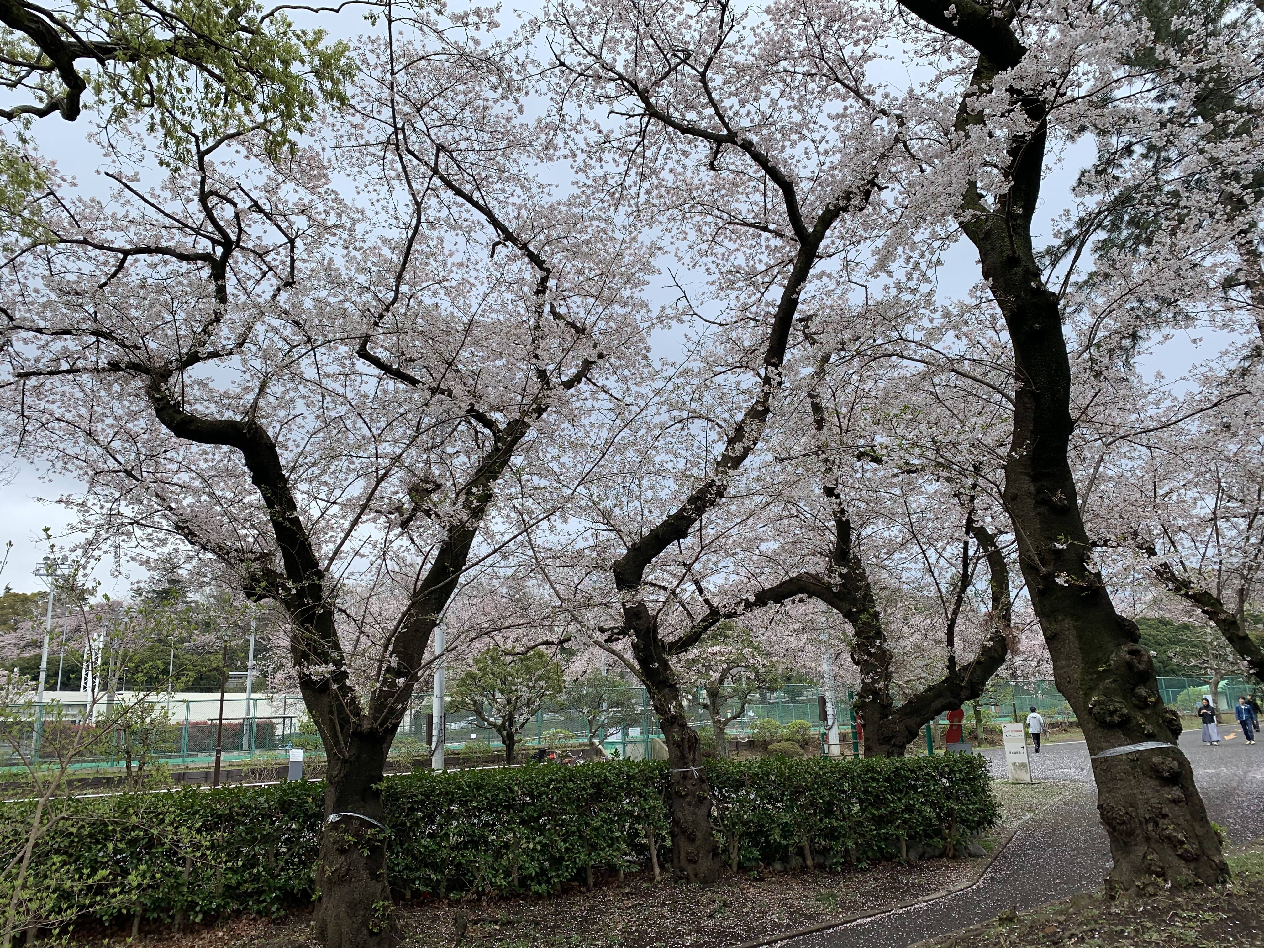 桜開花情報２０２０（3月28日）テニスコート周辺の写真