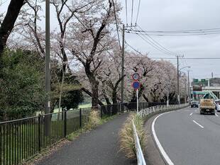 桜開花情報2020(3月28日)新横浜通り