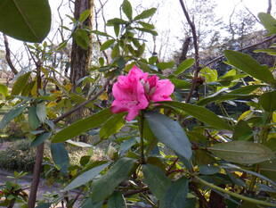 シャクナゲが少しずつ咲いております