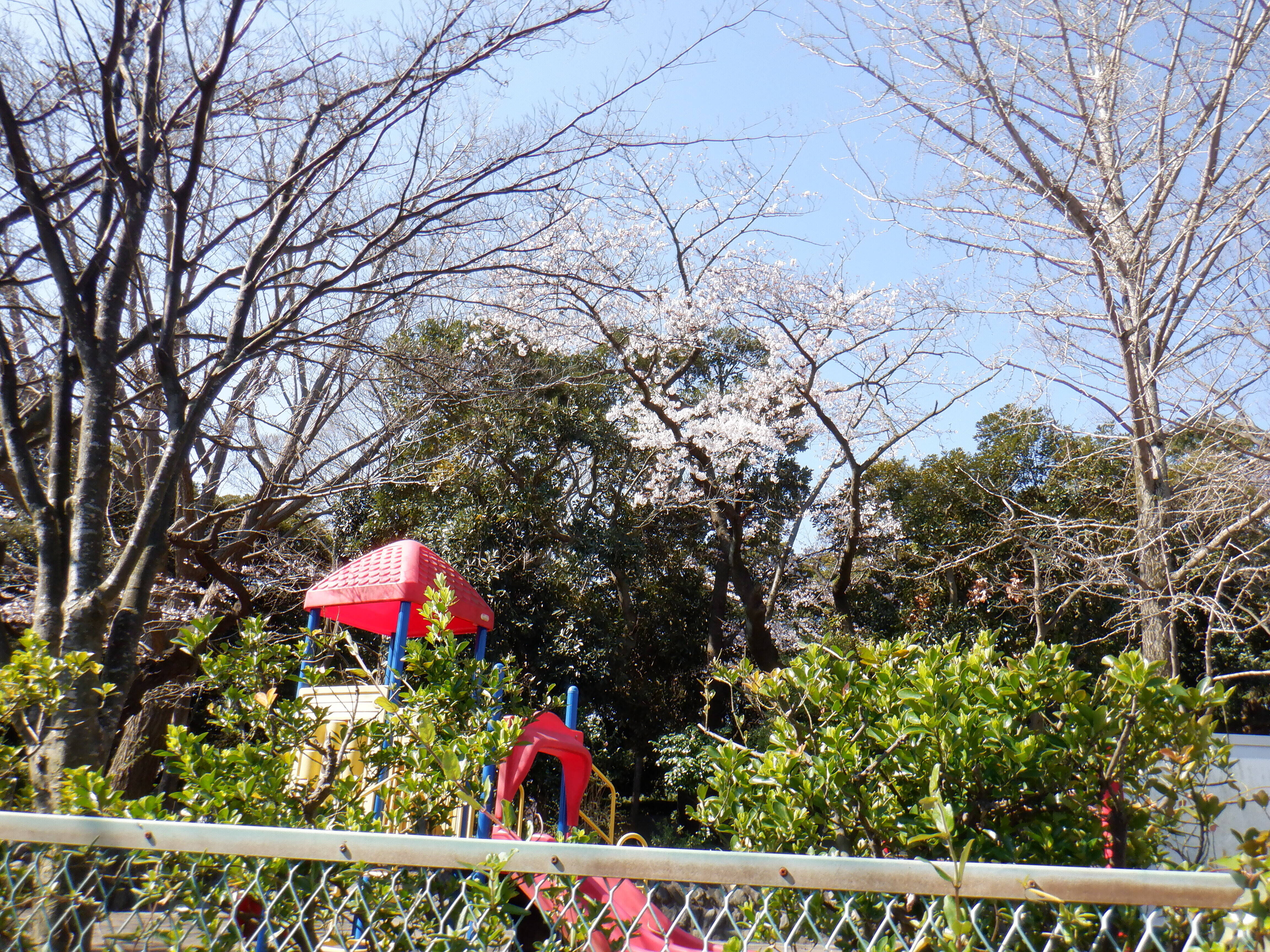 桜開花情報２０２０（3月24日）慰霊塔周辺の写真