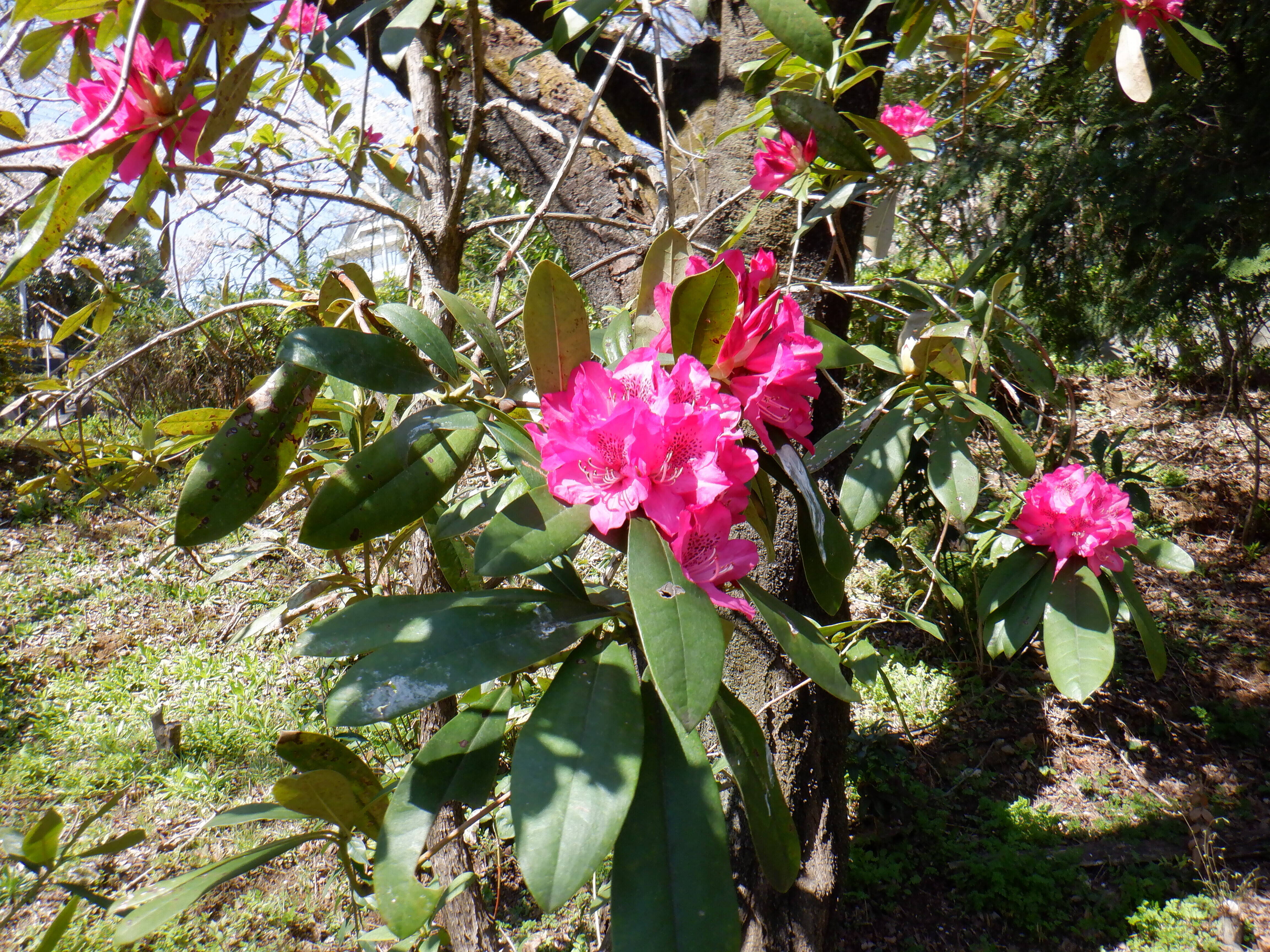 シャクナゲが見ごろですの写真