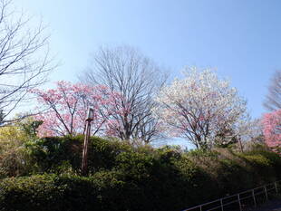 桜開花情報2020(3月24日)わんぱく広場