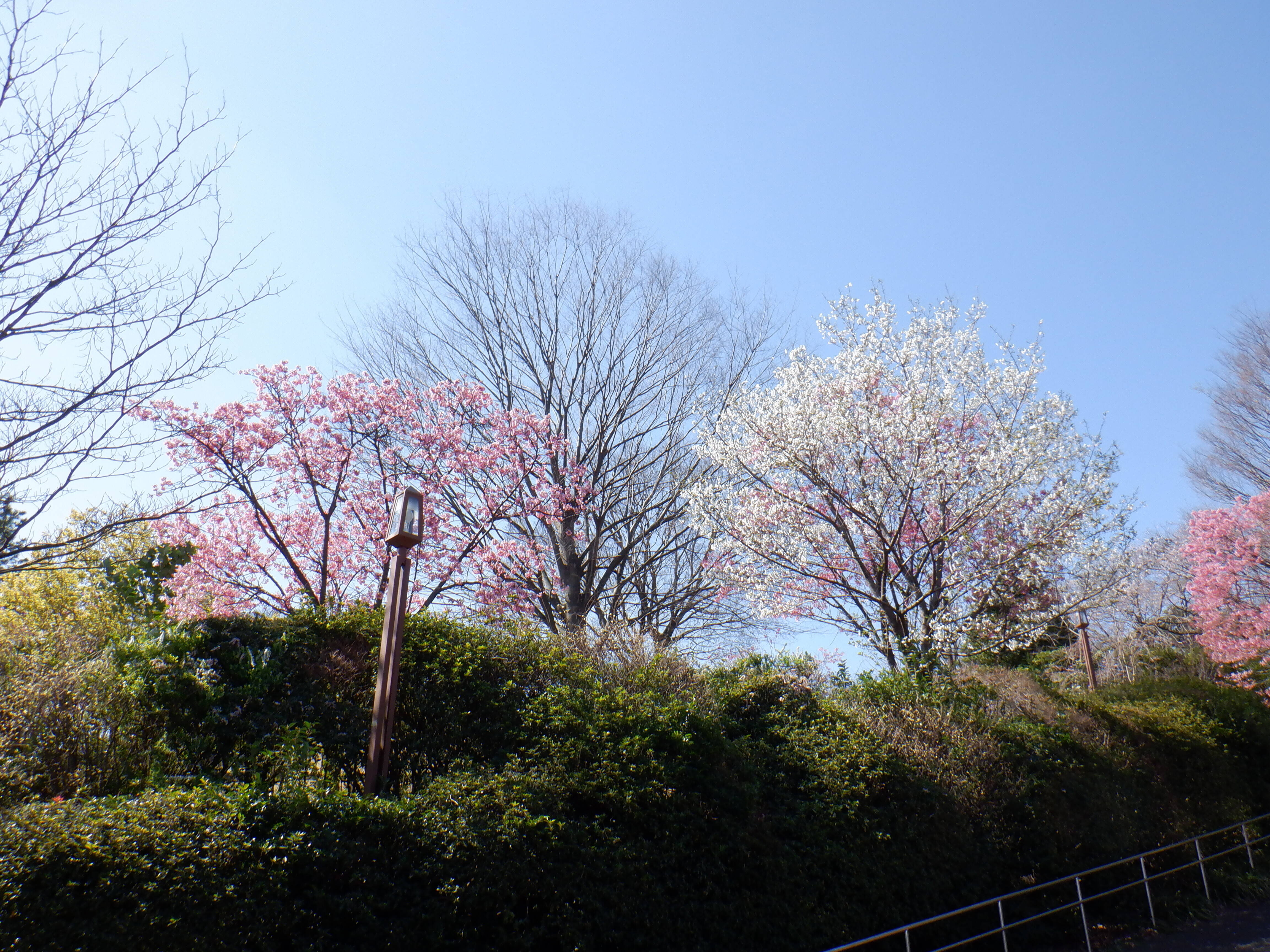 桜開花情報2020(3月24日)わんぱく広場の写真