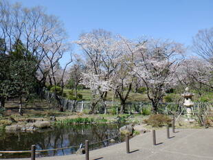 桜開花情報2020(3月24日)池の周辺