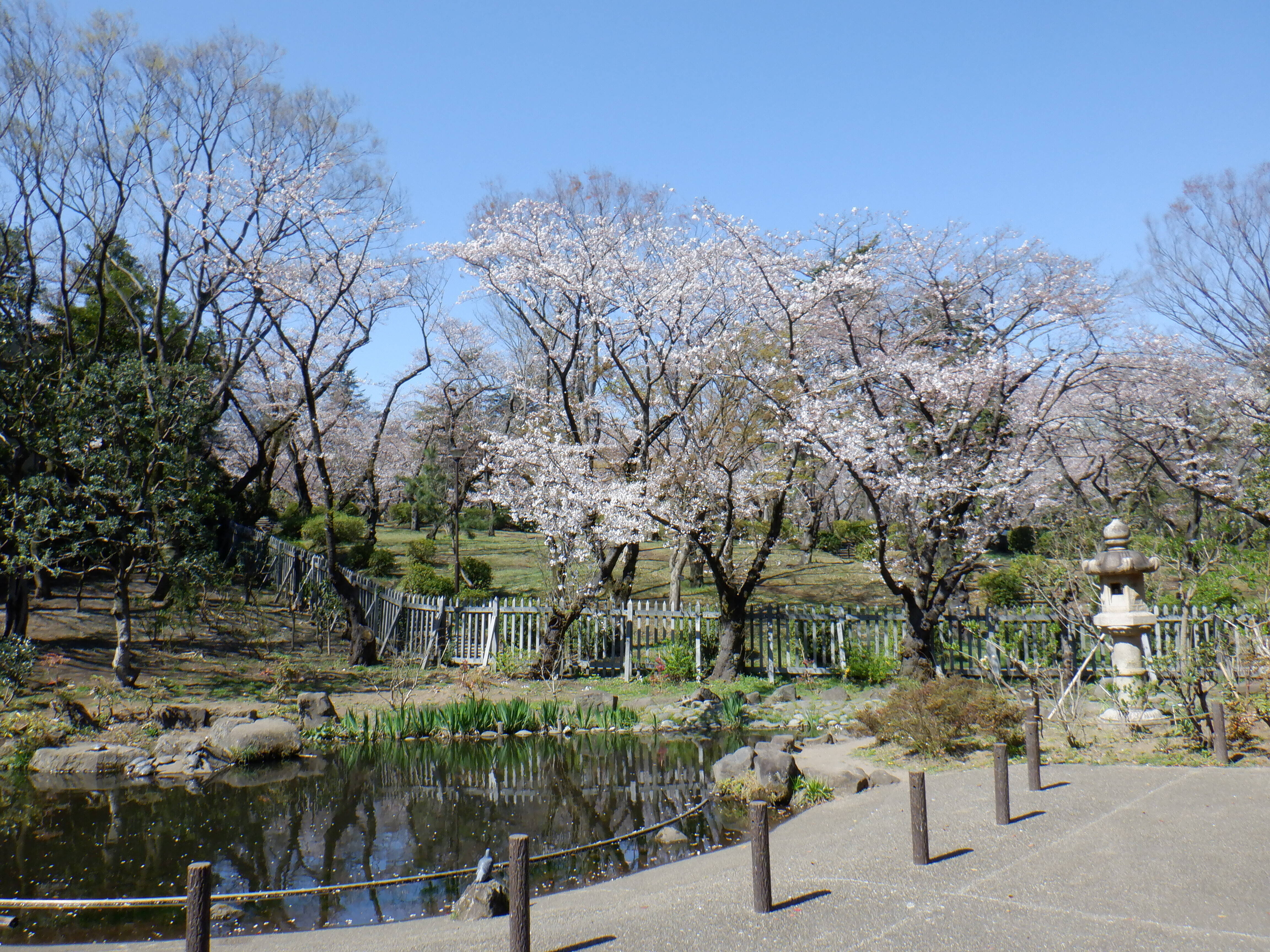 桜開花情報２０２０（3月24日）池の周辺の写真
