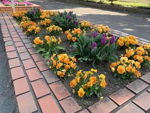 レンガ花壇のチューリップが咲きはじめました