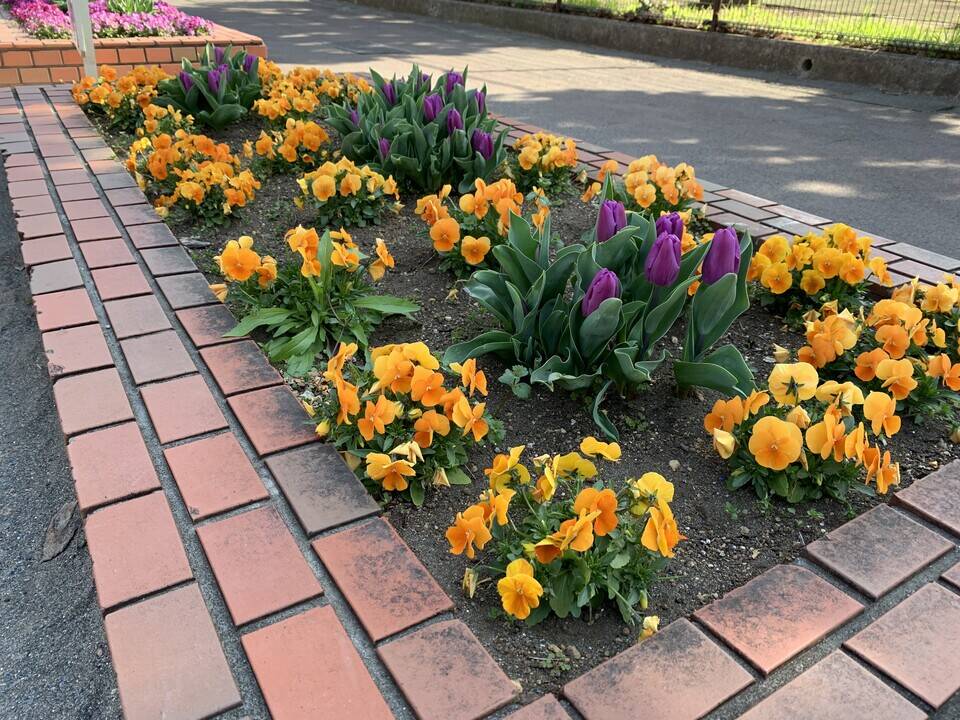 レンガ花壇のチューリップが咲きはじめましたの写真